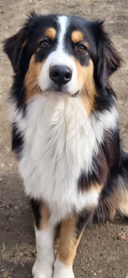 Étalon Berger Australien - ANAKIN La Colline Des Compagnons