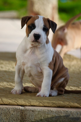 Étalon American Staffordshire Terrier - Burning Staff A Golden Ticket