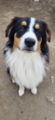 Étalon Berger Australien - ANKO La Colline Des Compagnons