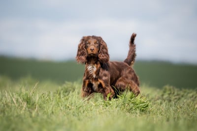 Étalon Cocker Spaniel Anglais - A kind of Magic Des Feux de l'Espoir