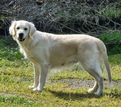 Étalon Golden Retriever - Rozenn Gwen Des Korrigans En Or