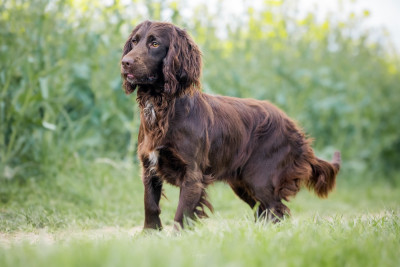 Étalon Cocker Spaniel Anglais - A sky full of stars Des Feux de l'Espoir
