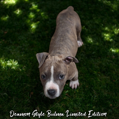 Étalon American Staffordshire Terrier - Deamon Style Bulma Limited Edition