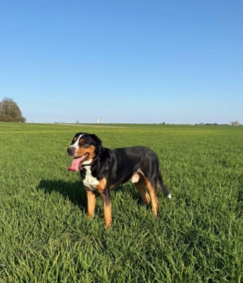 Étalon Grand bouvier suisse - Radames dit Ramsès Des cimes de caras galadhon