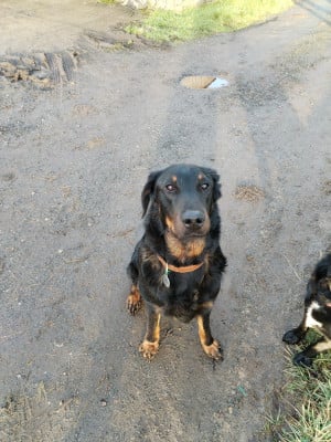 Étalon Berger de Beauce - Topaze De La Ferme Des Beaumalous