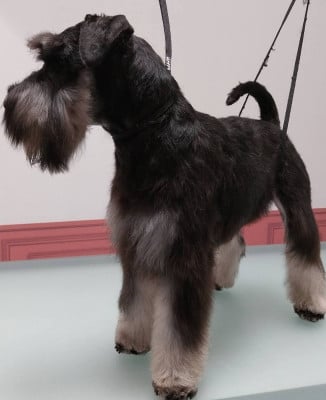 Étalon Schnauzer miniature - Elloy z dixie