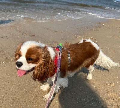 Étalon Cavalier King Charles Spaniel - Venus des anges de la Lyve