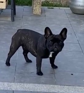 Étalon Bouledogue français - Téquila Du Domaine De Diablesse