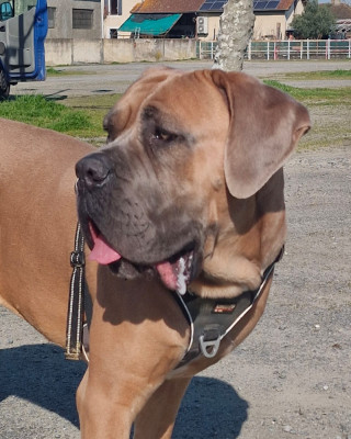Étalon Cane Corso - Vangog dit Maylo (Sans Affixe)