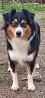 Étalon Berger Australien - Stella Di A Sperenza Trésors de Kallisté