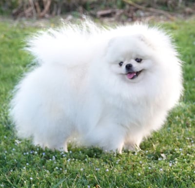 Étalon Spitz allemand - Viens Poupoule D'Arlande