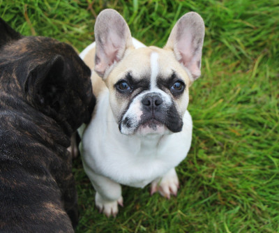 Étalon Bouledogue français - Amaya De La Notte Di Cane