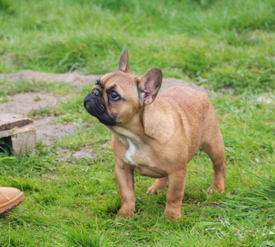 Étalon Bouledogue français - Appy De La Notte Di Cane