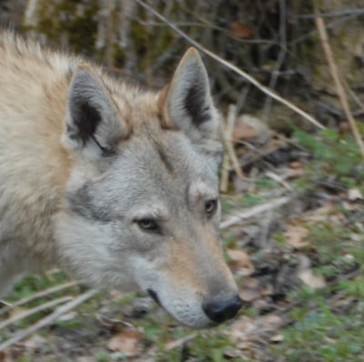 Étalon Chien-loup tchecoslovaque - Vah' al roggh pal-kyss de la mollyniere de lo'scale