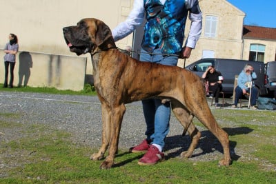 Étalon Dogue allemand - Tennessee du Garronoux