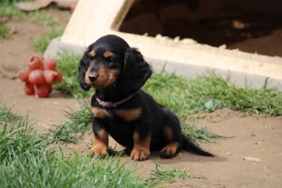 Étalon Teckel poil long - Bright Sweet Lady Des Narcisses Du Royaume D'egypte