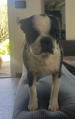 Étalon Boston Terrier - Vitaa Vie Du Royaume De Perla