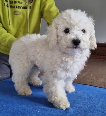 Étalon Bichon Frise - Vily de la Felhotte