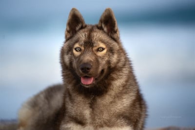 Étalon Siberian Husky - Ti amo Des Flocons Sibériens