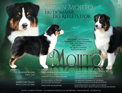 Étalon Berger Australien - Virgin Mojito Du Domaine Des Reflets D'or