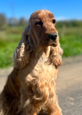 Étalon Cocker Spaniel Anglais - Vodka orange des années folles