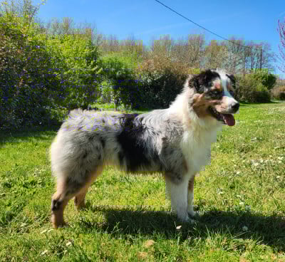 Étalon Berger Australien - ASTRA BELLA du Chemin de la Lune aux Reves