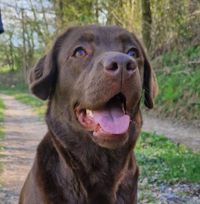 Étalon Labrador Retriever - Vega Des terres sacrees