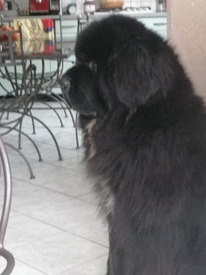 Étalon Terre-neuve - Orathio de la plaine de la valdaine