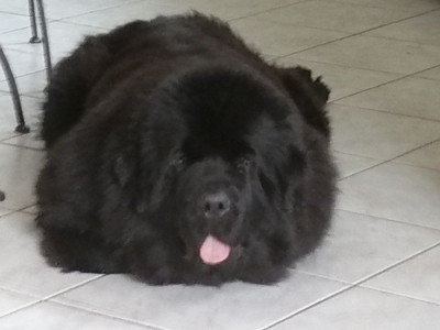 Étalon Terre-neuve - Pema De l'hacienda des perles noires