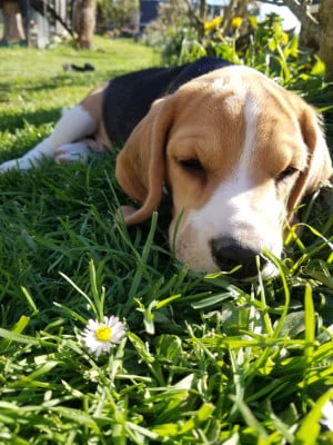 Étalon Beagle - Brennus Vae Victis Des Gardiens D'Alma