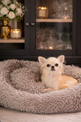 Étalon Chihuahua - elin land Nimfa