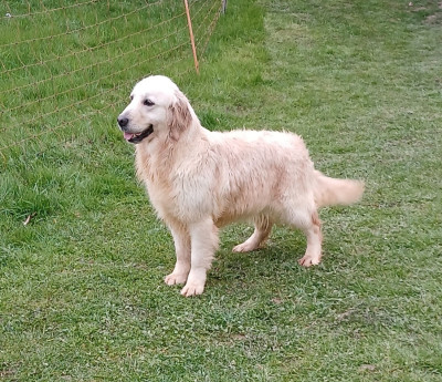 Étalon Golden Retriever - Vaska Du Royaume D'hocus Pocus