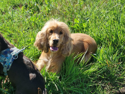 Étalon Cocker Spaniel Anglais - U'toutoune Du Souvenir De Tootsie