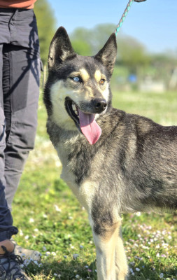 Étalon Siberian Husky - Saori Kido Of Blue Skunky