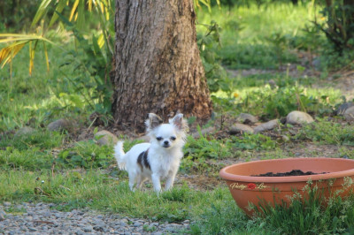 Étalon Chihuahua - Ah la paupiette De Maniorte Gabriel