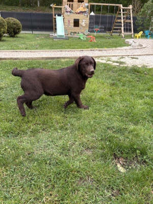 Étalon Labrador Retriever - aaron Du Domaine Des Belles Aubois