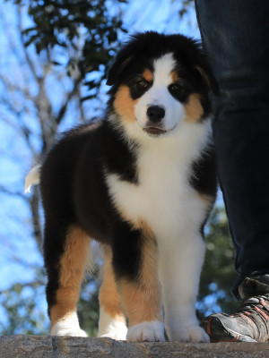 Étalon Berger Australien - BANDERA di u Vecchiu