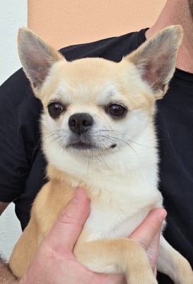 Étalon Chihuahua - shah arpilin IGNATIUS