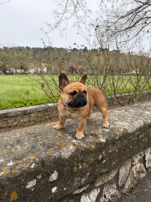Étalon Bouledogue français - Gladiator la vie boheme