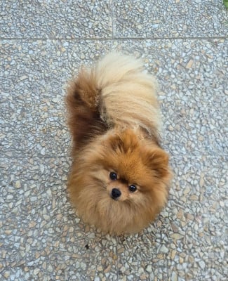 Violette Tasty Sweet D'Obreika