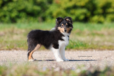 Étalon Shetland Sheepdog - "Anakin" Fernando Gyvenimo Energija