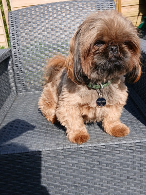 Étalon Shih Tzu - vélino de la ferme des mottes .