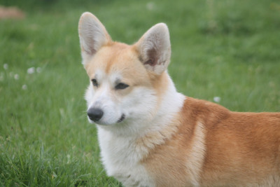 Étalon Welsh Corgi Pembroke - HADES (Sans Affixe)
