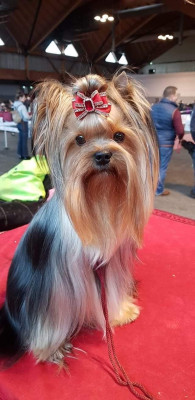 Étalon Yorkshire Terrier - U Ryana thé Dream s du domaine des vieux cerfs