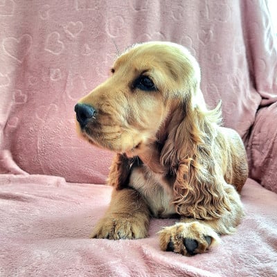 Étalon Cocker Spaniel Anglais - Ava Du Chemin Du Marais Calme