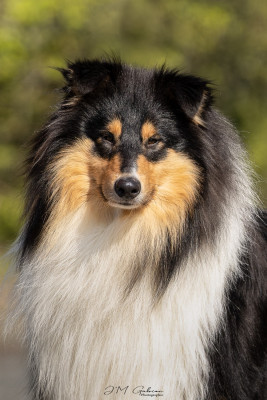 Étalon Colley à poil long - Vinci du domaine des émeraude du domaine des Emeraudes