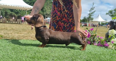 Étalon Teckel poil ras - z'ikar iz bogemnoi roskoshi