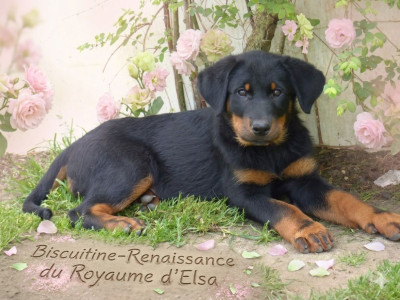 Étalon Berger de Beauce - Biscuitine-Renaissance du Royaume D'Elsa