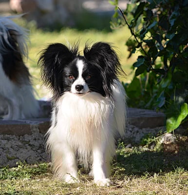 Étalon Epagneul nain Continental (Papillon) - Vroom Des Terres D'Atimys