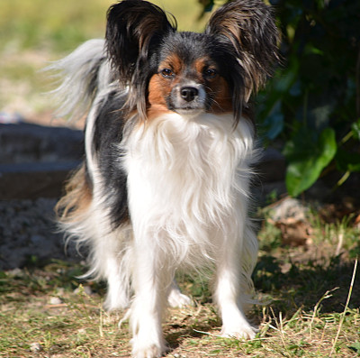 Étalon Epagneul nain Continental (Papillon) - Vaïs des Plaines Du Minervois